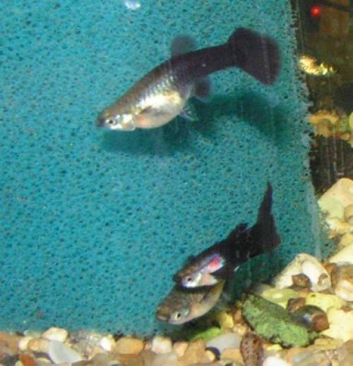  a guppy s und goldmolly lyra
