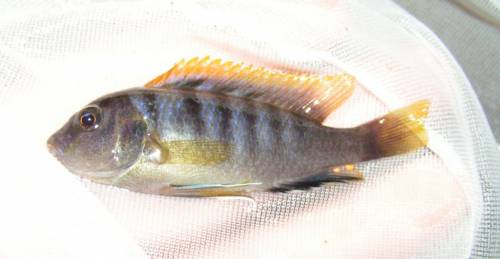 labidochromis hongi red top