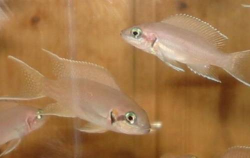 neolamprologus brichardi