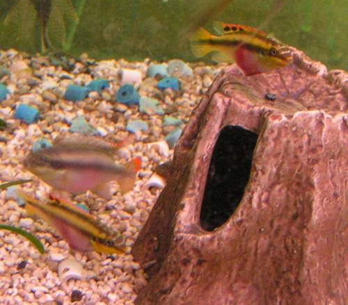 pelvicachromis pulcher super red