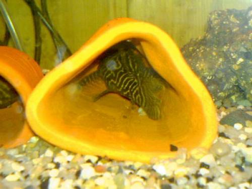 verkaufe stk f nachzuchten l