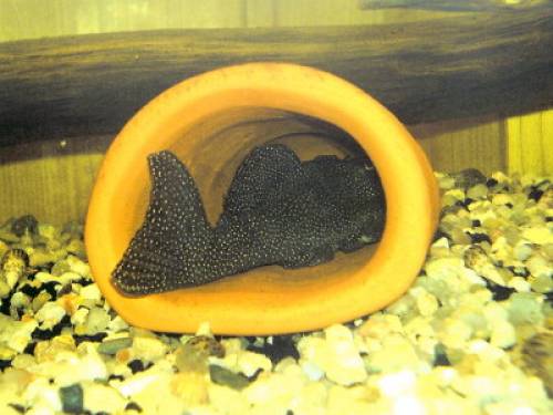 verkaufe stk wildf�nge l hypancistrus star dust