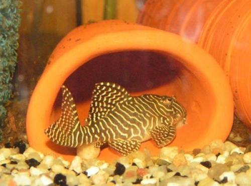 verkaufe stk l hypancistrus queen arabesque