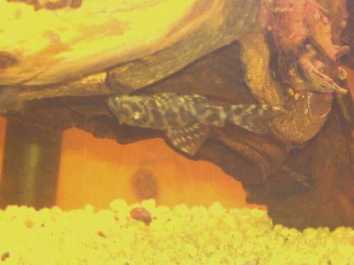 hypancistrus guru pa