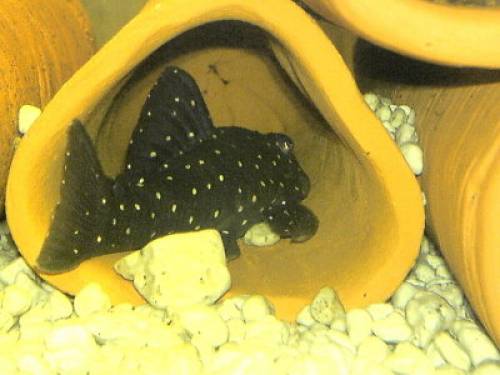 verkaufe stk l wildf�nge