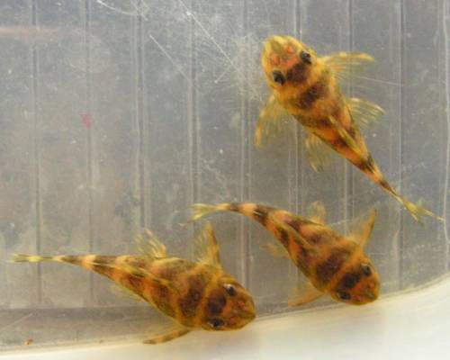 hypancistrus l ca cm gro�