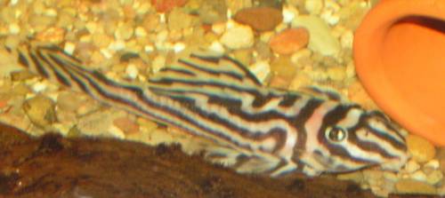 l hypancistrus zebra bock ca cm gro�