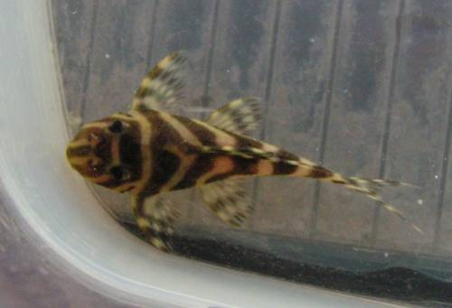 l hypancistrus new queen arabesque