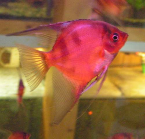 verk meine letzten roten skalare ca cm gro�