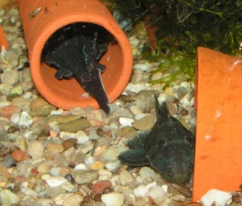 l blue fin panaque cm gro�