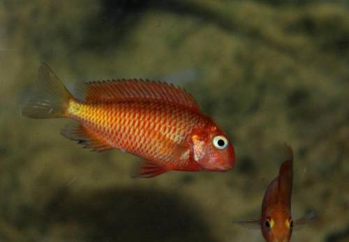 tropheus caramba bishop 