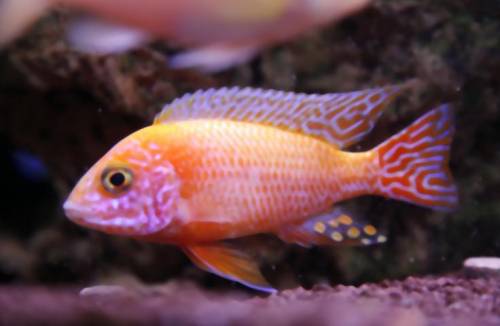 aulonocara red orchidee und blue orange