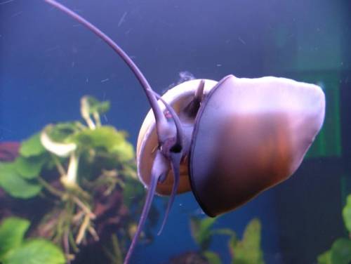 blaue apfelschnecken