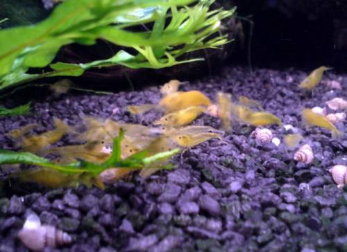 gelbe garnelen neocaridina heteropoda var yello