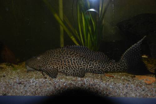 wabenschilderwels weibchen