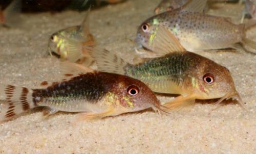 corydoras gossei