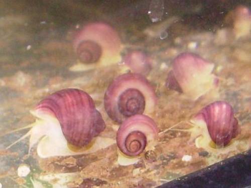 reinerbige rosa apfelschnecken 