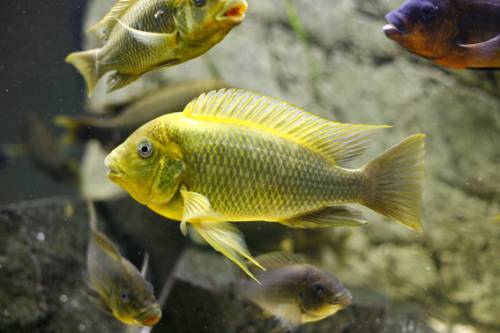 vhb gruppe petrochromis moshi yellow sibwesa x 