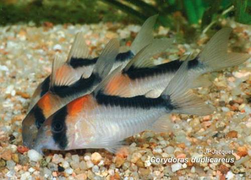corydoras duplicareus