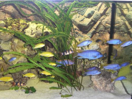 malawi barsche pseudotropheus acei sehr schne tiere