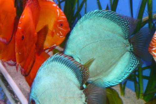 verkaufe diskus marlborot kobaltblau ca cm