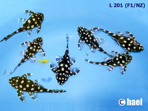 l hypancistrus sp harnischwelse welse nz