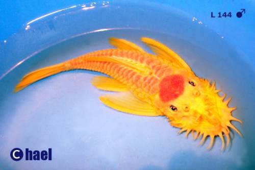 l ancistrus sp gold algenfresser nachzuchten