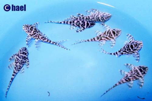 l hypancistrus sp king tiger pleco welse nz