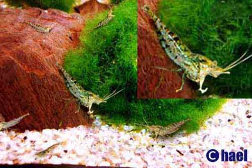  algengarnelen inkl pflanzen