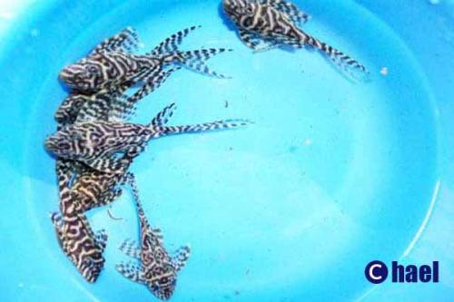 l hypancistrus sp king tiger pleco nz welse