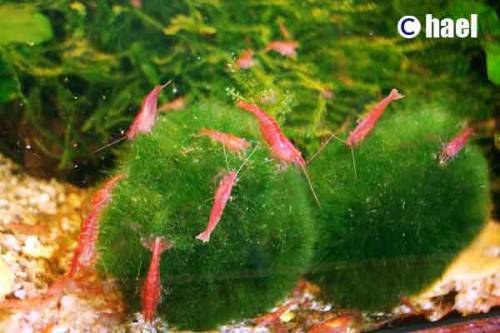 red cherry fire garnelen inkl pflanzen futter