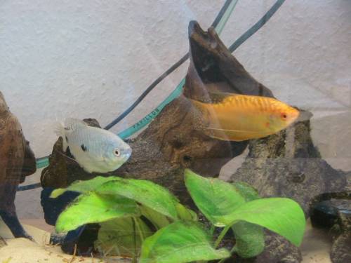 blauer und gelber fadenfisch