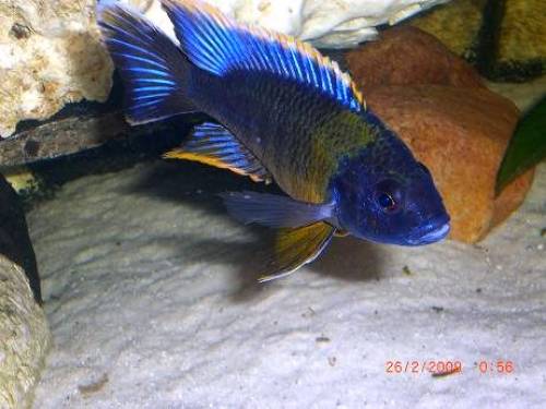 aulonocaras malawibuntbarsche zu verkaufen