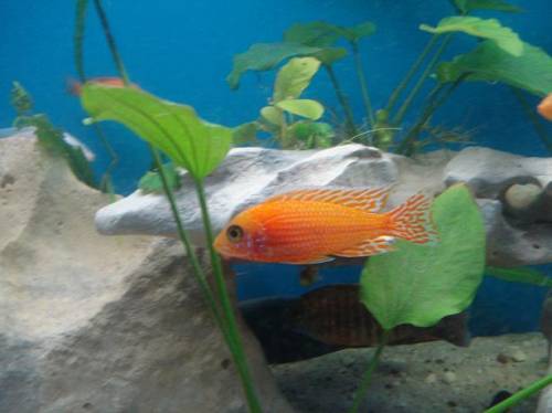 malawibundbarsch aulonocaras zu verkaufen