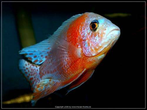 malawibuntbarsche aulonocara zu verkaufen