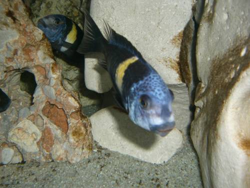 tropheus duboisi moori chimpimbi