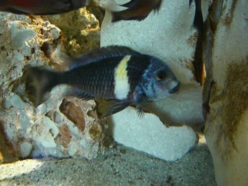 tropheus duboisi moori chimpimbi verkauft