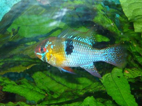 ramirezi nachzuchten