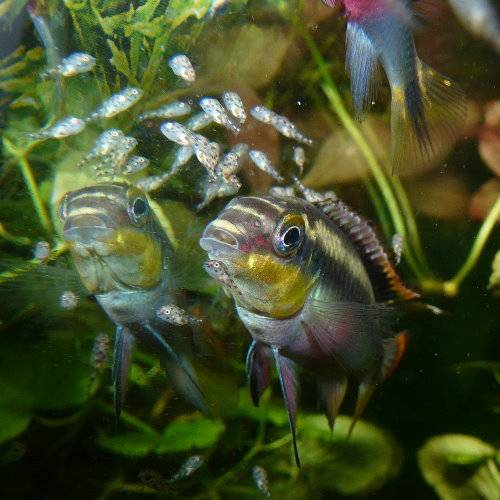 purpurprachtbarsch pelvicachromis pulcher