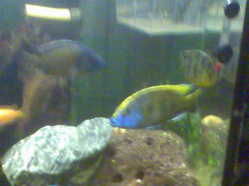 kammdornwels weibchen giraffenbuntbarsche und cardangos