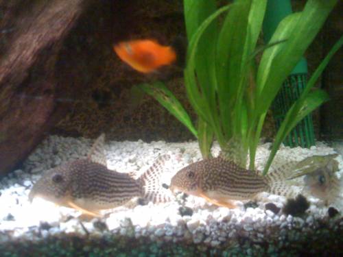 h�bsche rote platy abzugeben