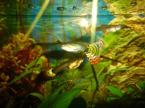 prachtguppy mix