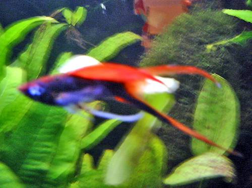 schwerttr�ger schwarz perlmut oder orange