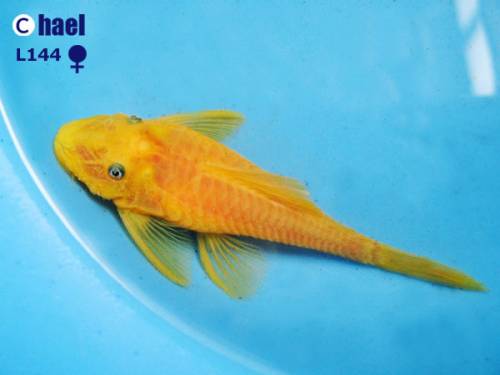 l weibchen ancistrus sp gold welse algenfresser 