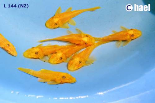 l ancistrus sp gold algenfresser welse nz 