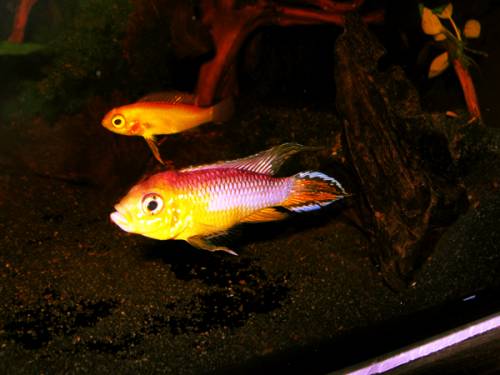 apistogramma agassizii var fire red zwergbuntbarsch paar 