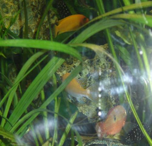 kopletter besatz barsche abzugeben ca stck