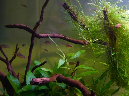 perlhuhnbrbling danio margaritatus
