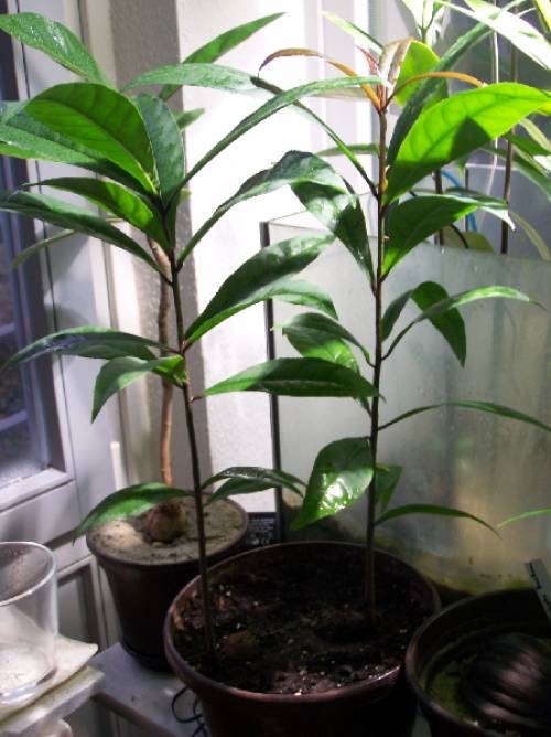 barringtonia racemosa kleinbl�ttrige mangrove