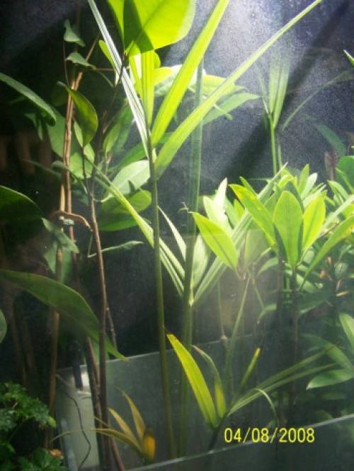 palmenmangrove nypa fruticans rarit�t